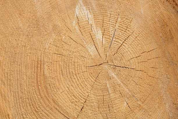 istock Closeup of a log 823488372