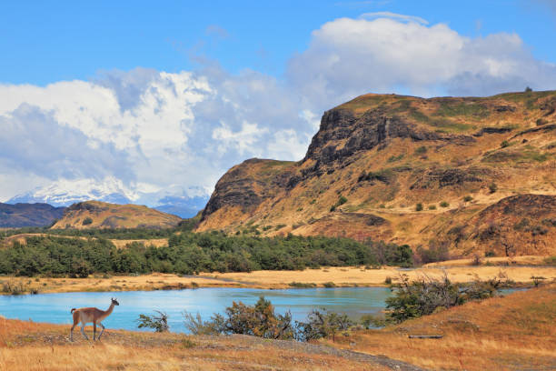 istock The graceful wild guanacos on the river bank 823498080