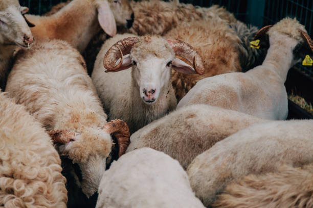 istock Large group of sheep grazing in the field 823501408