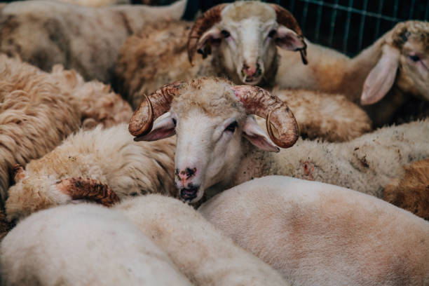 istock Large group of sheep grazing in the field 823501416