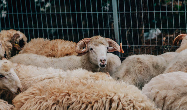 istock Livestock market gets ready for Eid al-Adha 823502104
