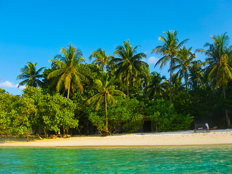The palms at Embudu Village Island, Maledives, Indian Ocean