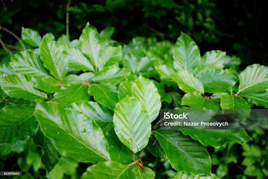 Beech Tree Example Beech Tree Stock Photo - Download Image Now - Backgrounds, Beauty ...