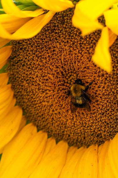 Bumble Bee and a Large Sunflower stock photo
