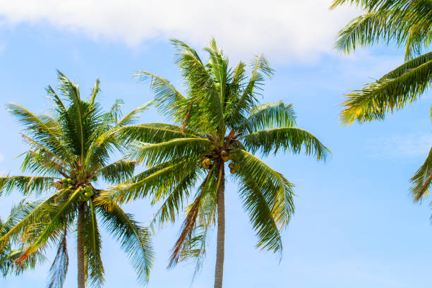 istock Green coco palm leaves on blue sky background. Palm tree and blue sky optimistic photo. 823521376