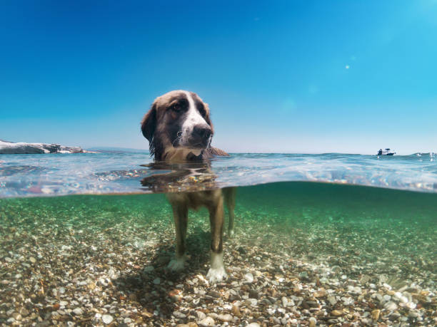 Dog in the water, half underwater