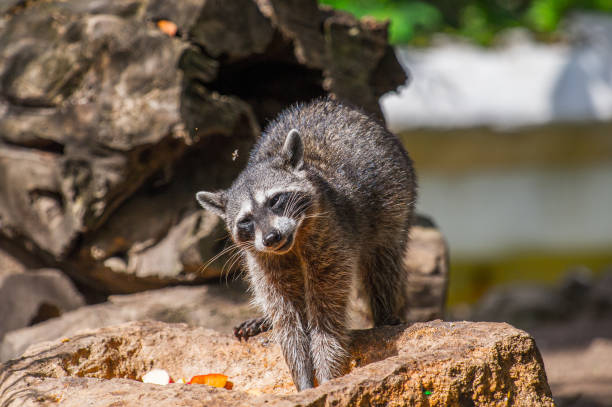istock Raccoon on the stone in Mexico 823524574
