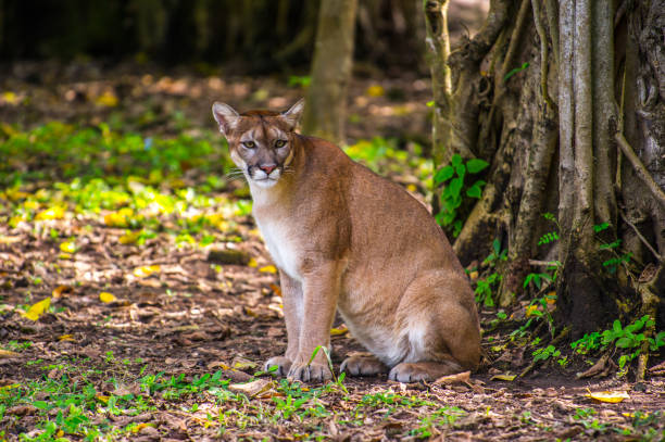 istock Bobcat in the jungle 823524586