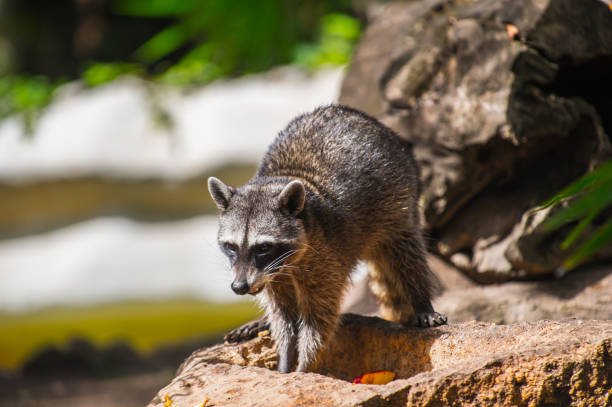 istock Raccoon on the stone in Mexico 823524612