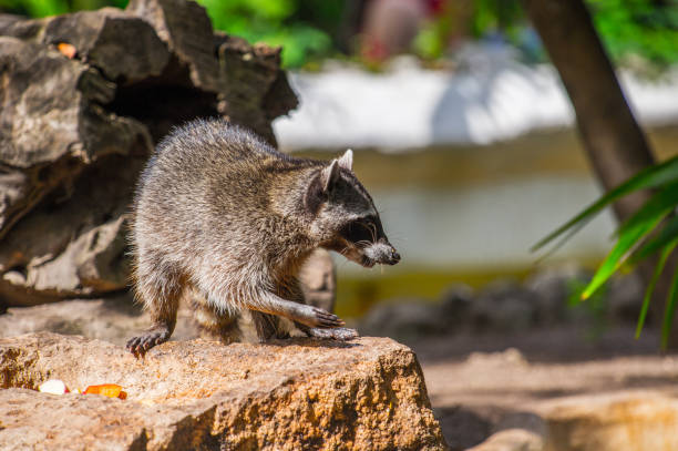 istock Raccoon on the stone in Mexico 823524678