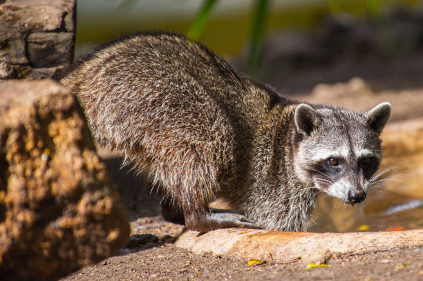 istock Raccoon on the stone in Mexico 823524690