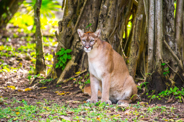 istock Bobcat in the jungle 823524766