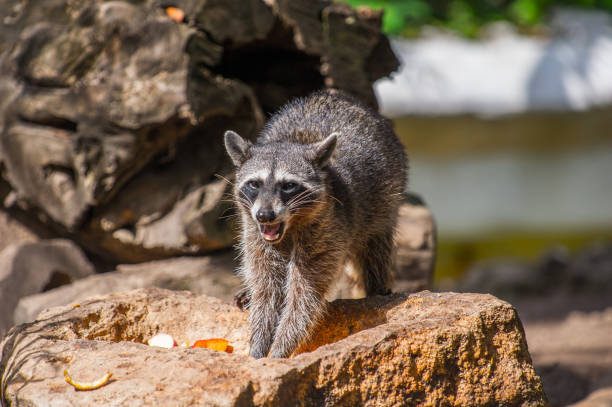 istock Raccoon on the stone in Mexico 823524878