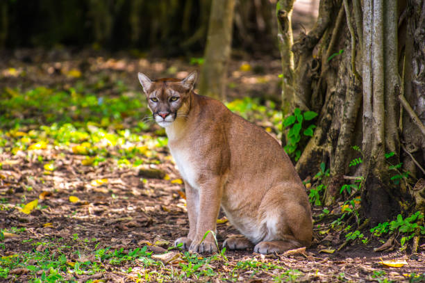 istock Bobcat in the jungle 823524902