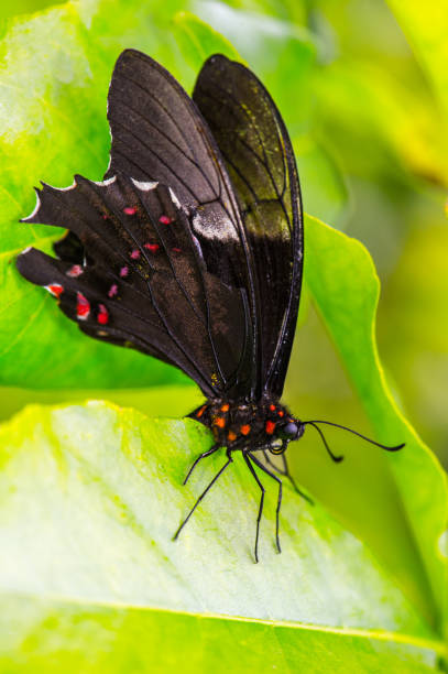 istock Black butterfly in Mexico 823525028