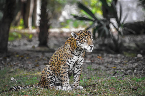 istock Jungles of Mexico 823525070