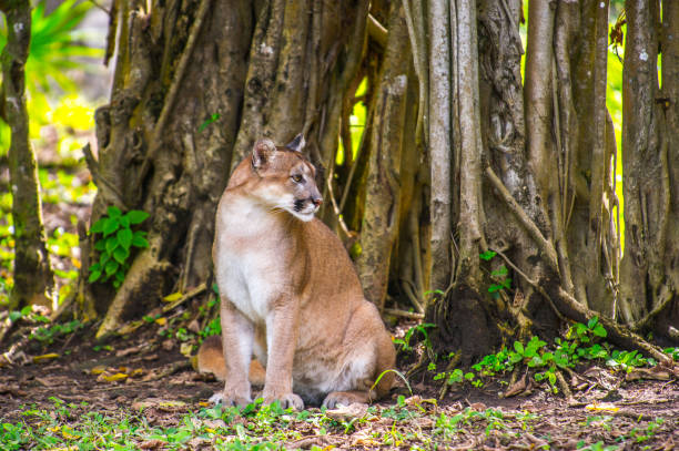 istock Bobcat in the jungle 823525168