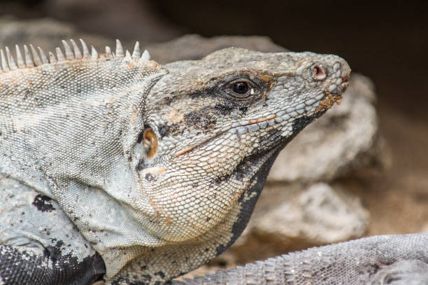 istock Close up of a Mexican iguana 823525344