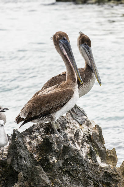 istock Pelican in Mexico 823525622