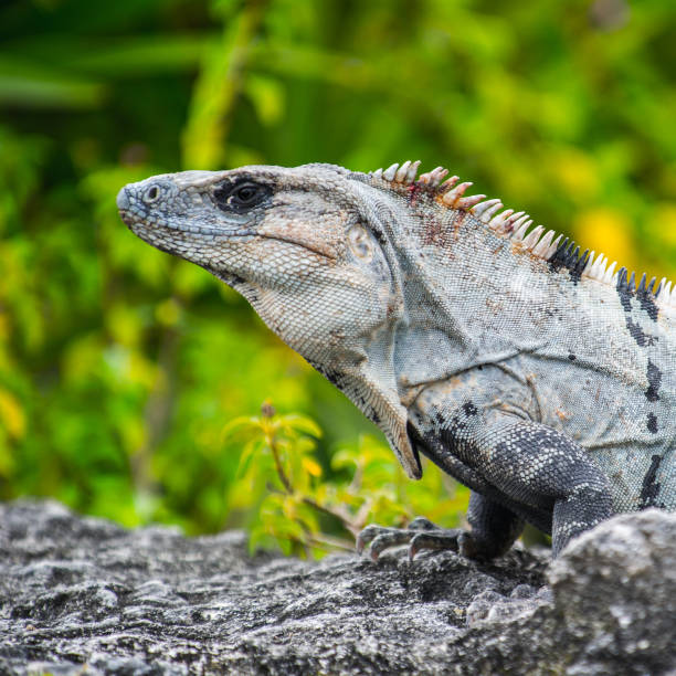 istock Mexican iguana on the ground 823525686