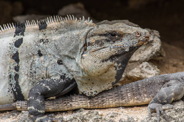 istock Close up of a Mexican iguana 823525730