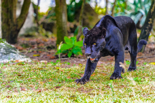 istock Jungles of Mexico 823525790