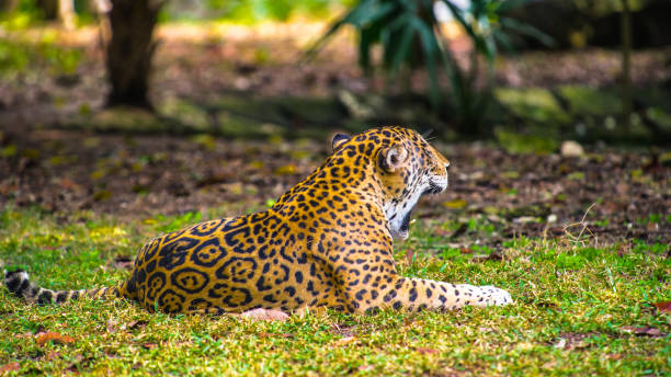 istock Jungles of Mexico 823525844