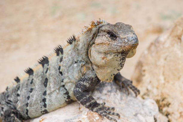 istock Mexican iguana on the stone 823528120