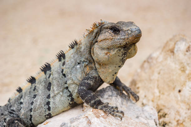 istock Mexican iguana on the stone 823528366