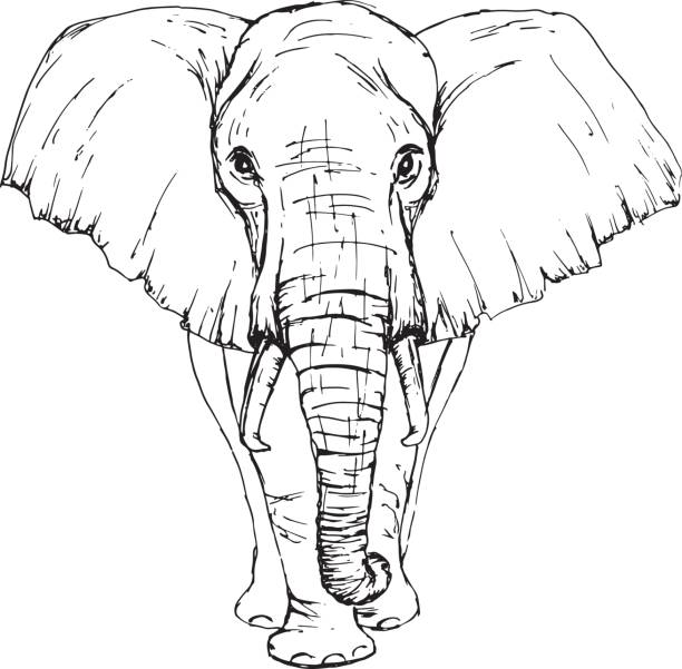 Elephant Ears Drawing