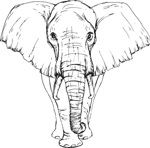 Vector illustration of Sketch by pen African elephant front view