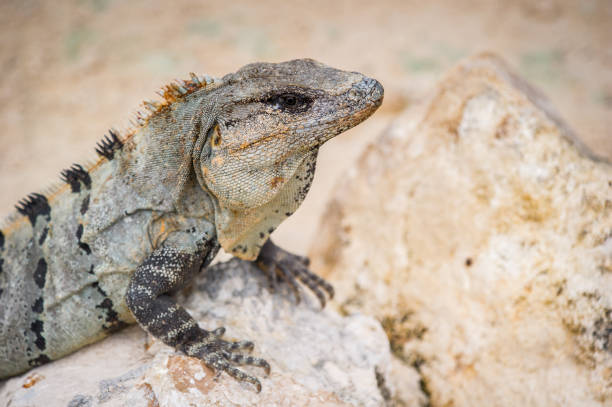 istock Mexican iguana on the stone 823528526