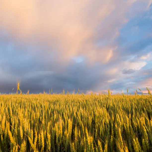 Beautiful landscape. Wheat field and rain cloud at sunset square frame