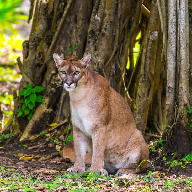 istock Bobcat in the jungle 823529378