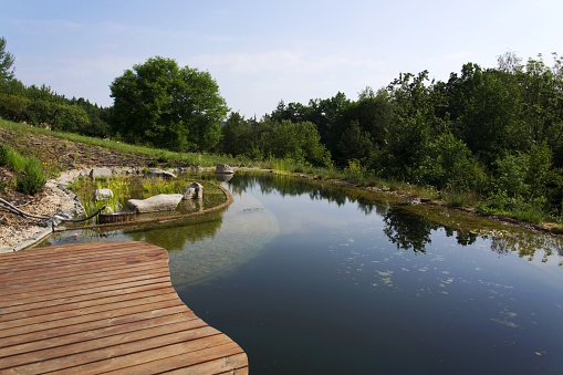 Wooden pier at natural swimming pond purifying water plants