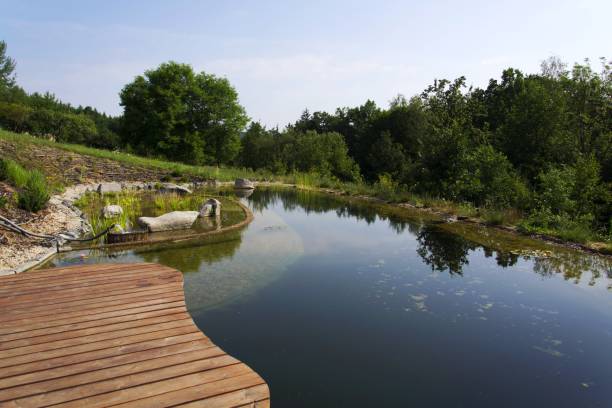 Wooden pier at natural swimming pond purifying water plants stock photo