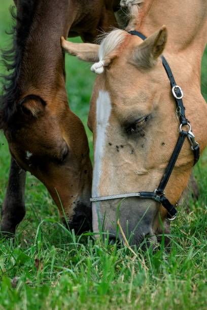 istock Little pony in the summer on a meadow 823530044