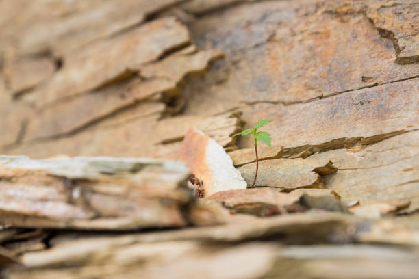Tiny plant growing in the rocks stock photo