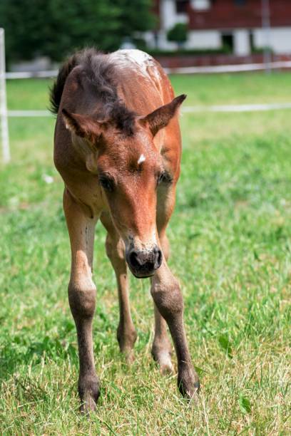 istock Little pony in the summer on a meadow 823534496