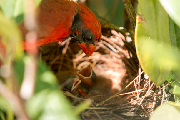 istock Male cardinal with babies in the nest 823541102
