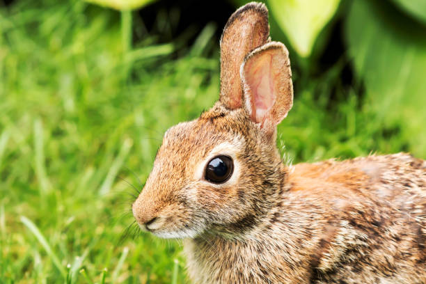 istock Close up of a rabbit 823541182