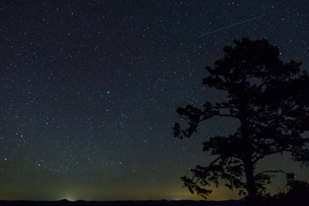 Shooting star over towering pine tree stock photo