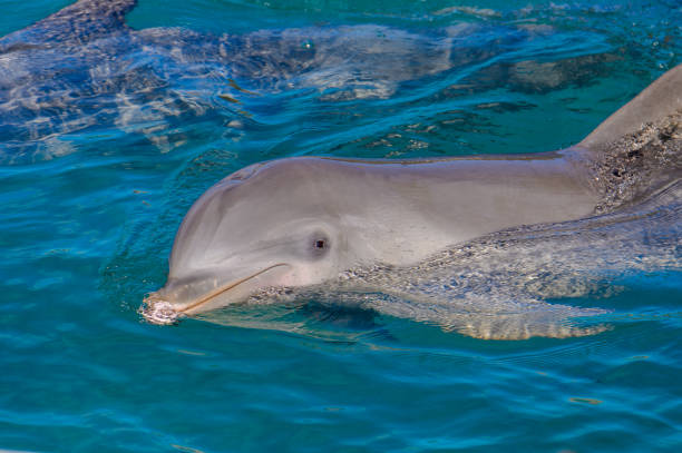 istock Little dolphin portrait 823547866