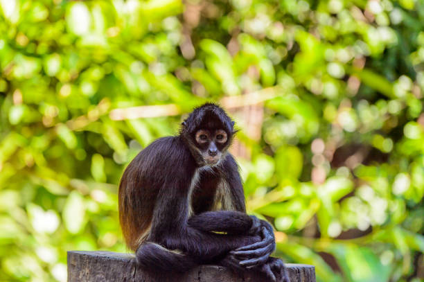 little monkey - 13448 imagens e fotografias de stock