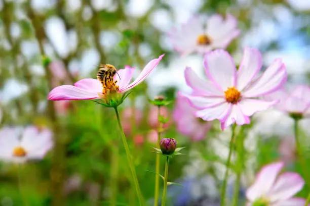Pink cosmea flower with a bee on it in summer garden.