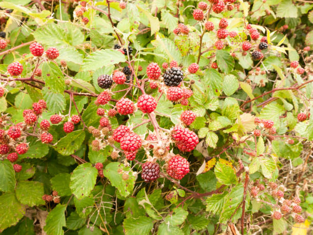 istock growing red and blackberries on a shrub 823552534