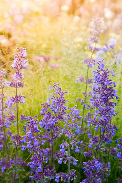 istock Garden flowers 823564502