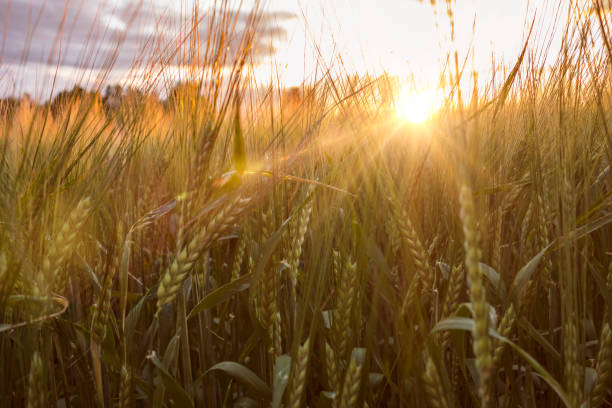 istock wheat filed in sunset 823567234