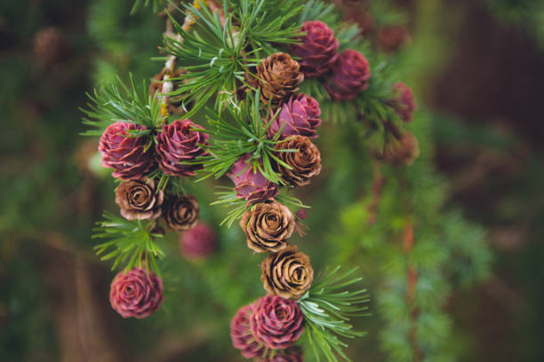 ramo di larice con coni - larch tree foto e immagini stock