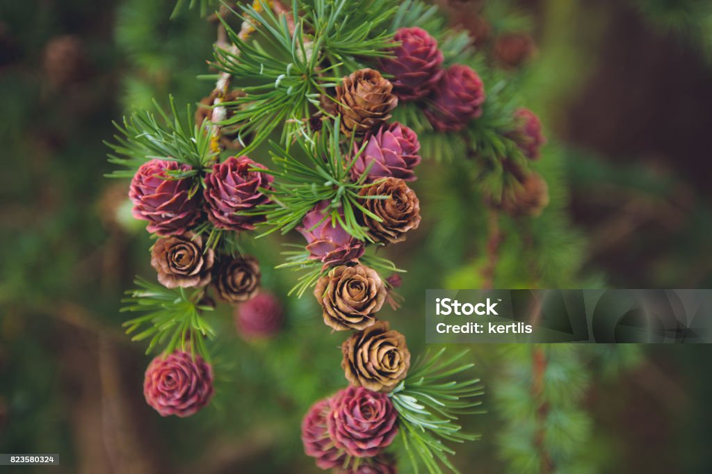 Larch branch with cones Larch Tree Stock Photo